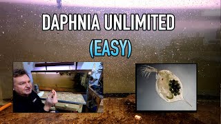 How I Raise Daphnia Water Fleas And You Can Too [upl. by Etteve]