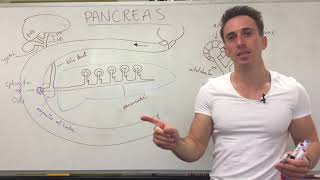 Pancreatic Enzymes for Pancreatitis Mission Cure Webinar [upl. by Yacov550]