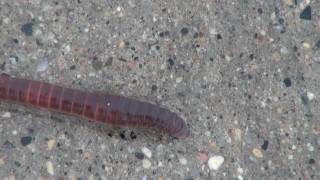 Earthworm Lumbricus Locomotion [upl. by Aicilef]