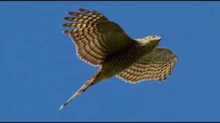 Sparrowhawk Bird Call Bird Song [upl. by Sheryl806]