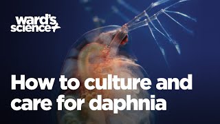 Caring and Culturing for Daphnia [upl. by Eetnahs]