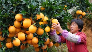 金黄脐橙鲜甜多汁，摘来做香橙蒸包、橙子饼、香橙烤翅和咕咾肉Rice Beads【闽湖阿嬷Fujian Grandma】 [upl. by Roxanne798]