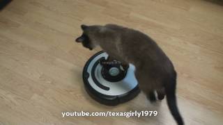 Cat shows HOW TO use iRobot Roomba Vacuum [upl. by Lisab]