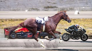 Top 10 Fastest Horse Breeds in the World [upl. by Long443]