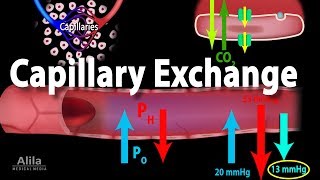 Capillary Exchange and Edema Animation [upl. by Bostow]