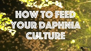 How To Feed Your Daphnia Culture [upl. by Dominick99]