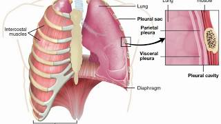 Pulmonary Edema vs Pleural Effusion [upl. by Suirtemid]