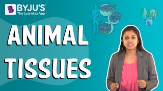 Animal Tissues [upl. by Cristian]