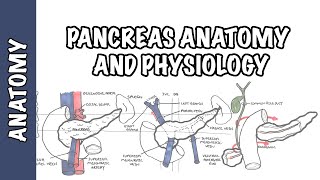 Pancreas Clinical Anatomy and Physiology [upl. by Deegan150]