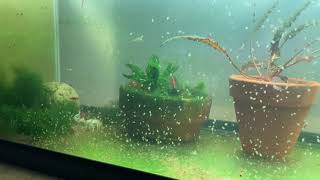 Daphnia Culturing Snails or no snails [upl. by Kittie]