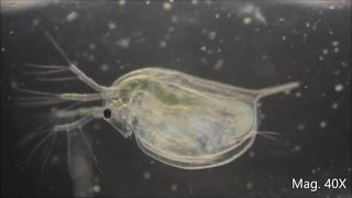 Daphnia magna under the Microscope [upl. by Jacques]