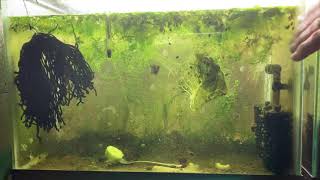 Scuds Daphnia Cherry Shrimp Copepods My aquatic food culture [upl. by Llenrahs]