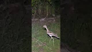 Clumsy Bush stone  Curlew Bird Australia Shorts Curlew [upl. by Eralcyram]