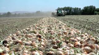 Growing Onions for the Bloomin Onion  LampL Farms  Pasco WA  Washington Grown [upl. by Atsugua]