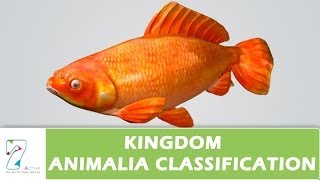 Kingdom Animalia Classification [upl. by Reinhart]