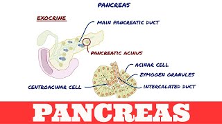 Pancreatic Exocrine Insufficiency  Gastrointestinal Society [upl. by Idrahs]