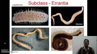 Annelida2Classification1 [upl. by Snow693]