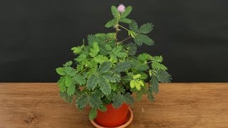 Growing the Sensitive Plant Mimosa pudica [upl. by Ahsil253]