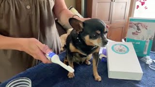 MiraPet Tartar Removal in small dog Part 2 [upl. by Olemrac]