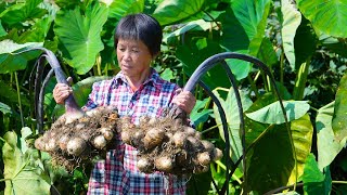 一锄头挖出一大窝芋艿，做3道营养菜和糕点甜品，软糯嫩滑鲜甜美味Taro【闽湖阿嬷Fujian Grandma】 [upl. by Kcirrag]