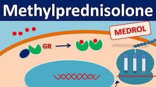 Methylprednisolone  Mechanism side effects precautions amp uses [upl. by Azmah]