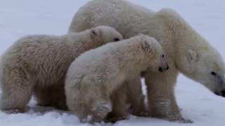 The Inuit Way of Life [upl. by Nadine]