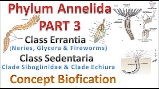 Phylum Annelida part 3 Class Errantia amp Class Sedentaria [upl. by Renee]