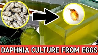 HOW TO HATCH DAPHNIA EGGS  HOW TO CULTURE DAPHNIA [upl. by Frey922]