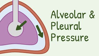 Alveolar Pressure and Pleural Pressure [upl. by Nimajaneb]