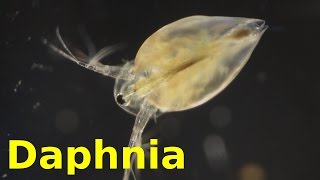 Daphnia [upl. by Iaras78]