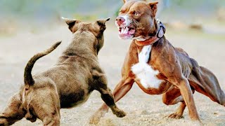 Pitbull vs Pitbull Dogfights Leave Dog amp Owner Injured [upl. by Shue]