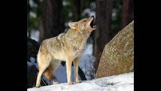 Urban Coyote Pack Howling [upl. by Oznohpla70]