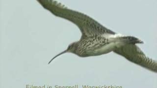 Curlew Capers and song [upl. by Hess]