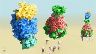 Tc toxin mechanism of action [upl. by Richardo]