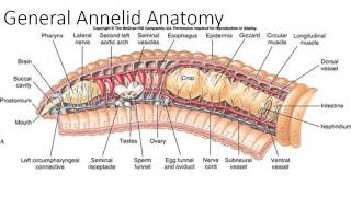 Phylum Annelida Part 1 [upl. by Bucher]