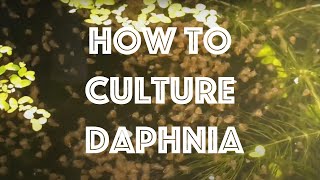 How To Culture Daphnia Magna [upl. by Demetris]