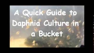 How to culture daphnia outside [upl. by Cornall]