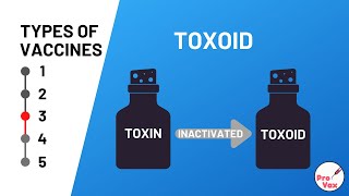 Types of Vaccines  3 Toxoid [upl. by Ultun]