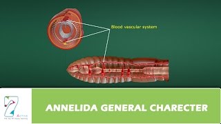 ANNELIDA GENERAL CHARECTER [upl. by Morven]