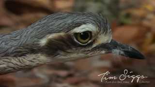 Bush Stone Curlew  Burhinus grallarius  HD Video Clip 1 Australian Bird Media [upl. by Aivun875]