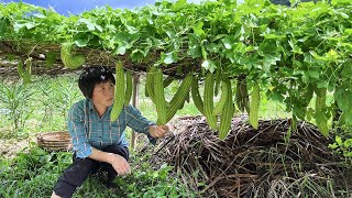 苦瓜挂满瓜果架，阿嬷摘来做瓜果饮和苦瓜煲，酸甜微苦冰凉解暑丨balsam pear【闽湖阿嬷Fujian Grandma】 [upl. by Erehpotsirhc]