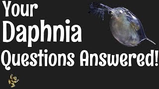 Daphnia Questions Answered [upl. by Ingham137]