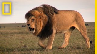 Warrior Watch Protecting Kenyas Lions  Explorers in the Field [upl. by Revell]