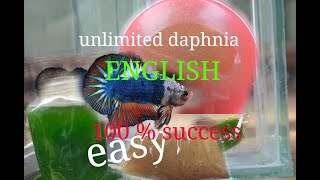 daphnia moina culture Easy way Unlimited production English  with sub Green water Chlorella [upl. by Fidele349]