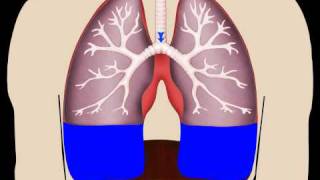 Lungs in Motion  Pleural Fluid [upl. by Anwad]