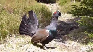 Western capercaillie [upl. by Hersch]