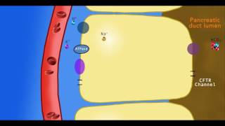 Approach to Cystic Lesions of the Pancreas [upl. by Eul584]