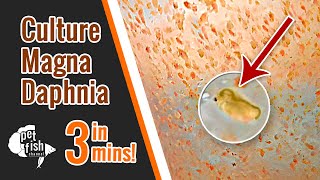 How to culture DAPHNIA MAGNA  The easy way [upl. by Layton53]