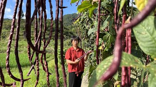 红豇豆又长又多，阿嬷摘来做粘豆包和莲豆汤，软糯香甜清热解暑丨red cowpea【闽湖阿嬷Fujian Grandma】 [upl. by Paola]