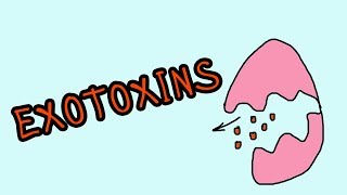 Exotoxine  Wellknown exotoxins botulinum toxin Corynebacterium diphtheriae [upl. by Evannia495]